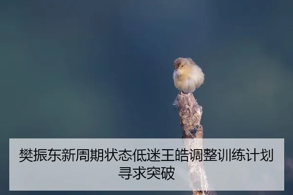 樊振东新周期状态低迷王皓调整训练计划寻求突破